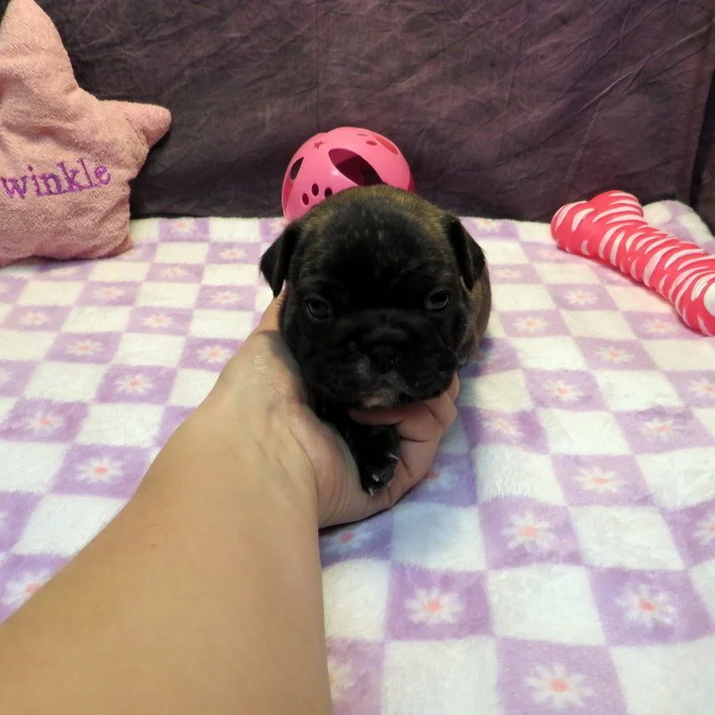 Tempy and Thor Girl #2
Brindle - $4200
Sable - DOB: 1-15-26 - 10 Weeks Old On 3-26-26