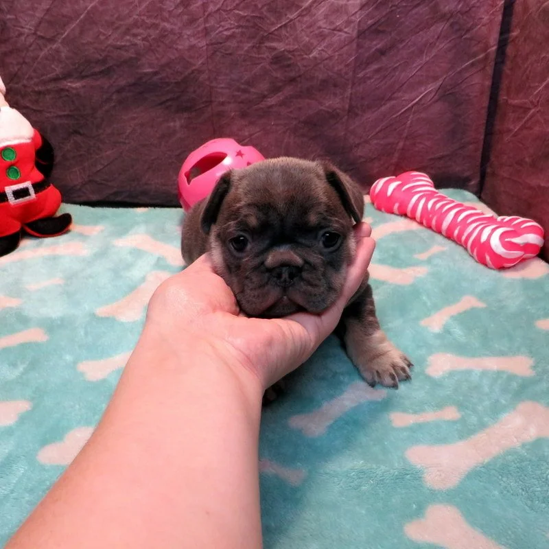 Dolce and Gunner Girl #2
Blue and Tan - DOB: 11-20-25 - 10 Weeks Old On 1-29-26
Sold to the Roberts Family from Hayden, ID! Congratulations on your 2nd puppy!