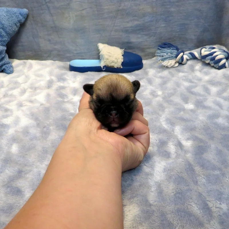 Rose and Thor Boy #5 - Available!
Fawn- DOB: 7-23-26 - 10 Weeks Old On 10-1-26