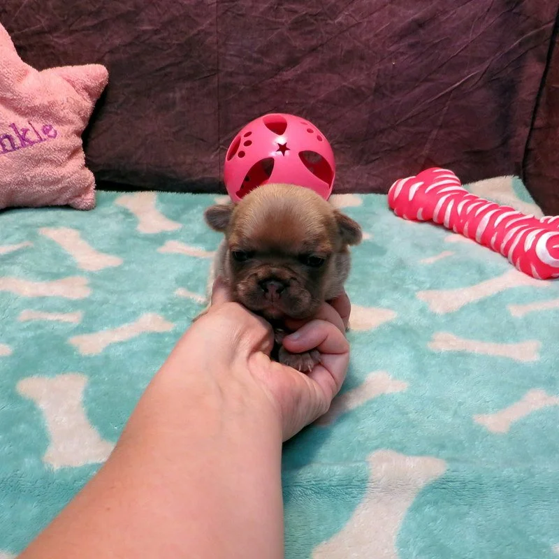 Rose and Remington Girl #3

AVAILABLE - $3800

Silver ~ DOB: 12-9-25 ~ 10 weeks old on 2-17-26