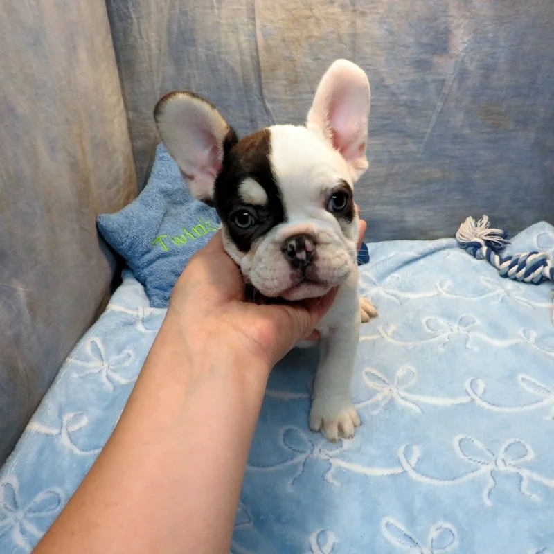 Charlotte and Thor Boy #3
Sold to the Bear Family from West Linn, OR! $5,000
Pied - DOB: 7-21-26  - 10 Weeks Old On 9-29-26