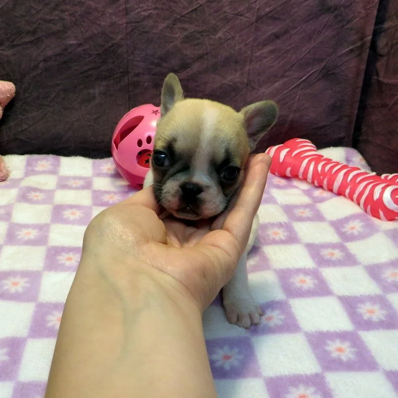 Sophia and Cash Girl #1 SOLD to the Carrillo family from Abilene, TX!
Fawn Pied - DOB: 1-7-26 - 10 Weeks Old On 3-18-26