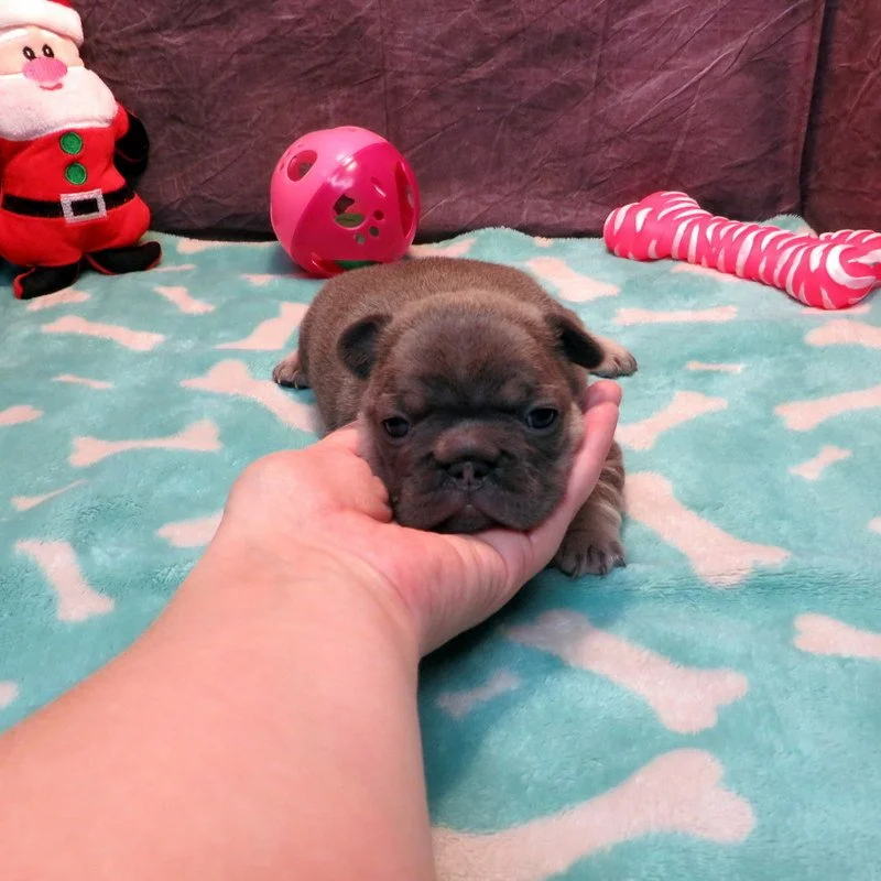 Dolce and Gunner Girl #2
Blue and Tan - DOB: 11-20-25 - 10 Weeks Old On 1-29-26
Sold to the Roberts Family from Hayden, ID! Congratulations on your 2nd puppy!