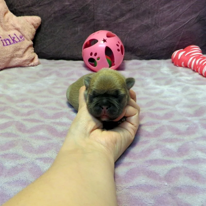 Hopper and Remington Girl #1
AVAILABLE - $3800
Blue Fawn - DOB: 3/29/26 - 10 Weeks Old On 6/7/26