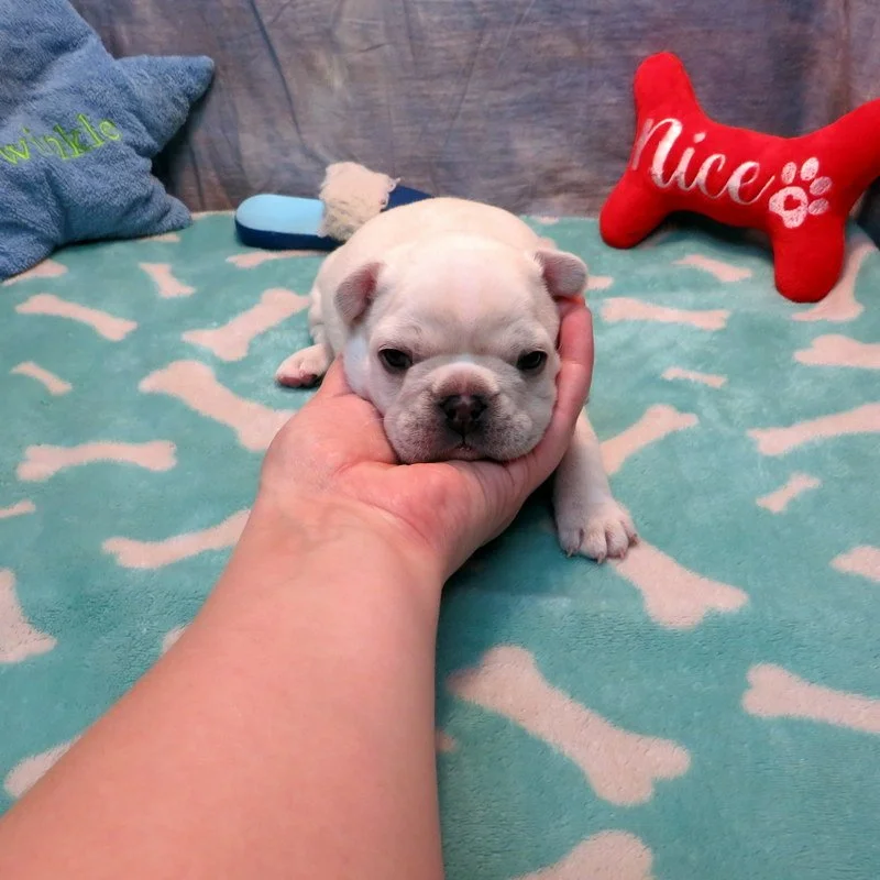 Dolce and Gunner Boy #1
Sold to the Edmonds Family from Goodyear, AZ! Welcome to the UVK Family!
White - DOB: 11-20-25 - 10 Weeks Old On 1-29-26