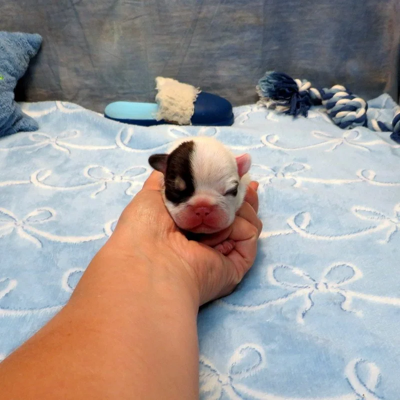 Charlotte and Thor Boy #3 Available!
Pied - DOB: 7-21-26 - 10 Weeks Old On 9-29-26