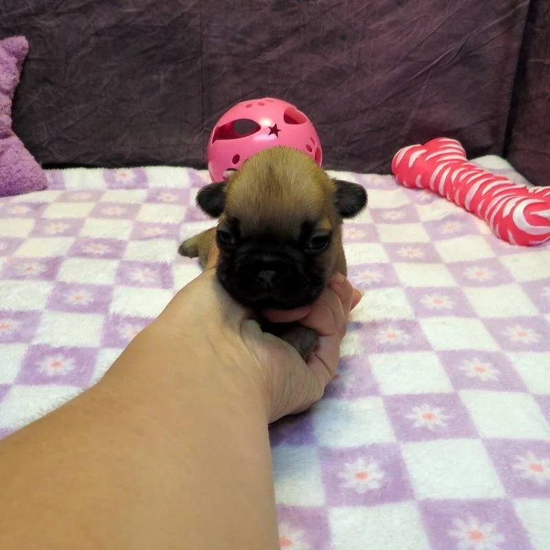 Rose and Thor Girl #2
Sold to the Davie's Family from Tacoma, WA!
Fawn - DOB: 7-23-26  - 10 Weeks Old On 10-1-26