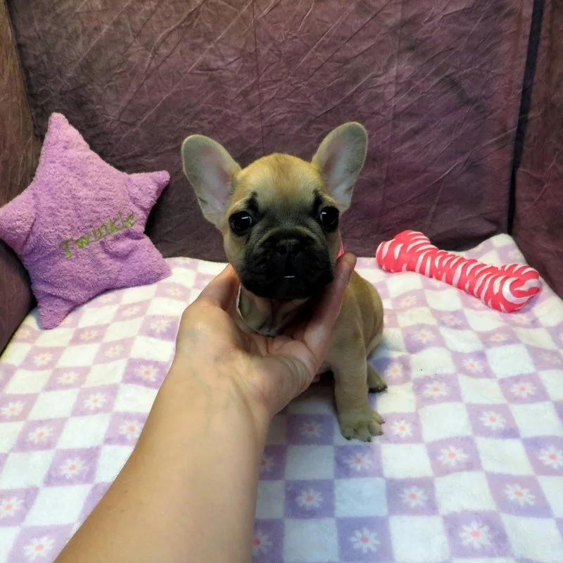 Rose and Thor Girl #2
Sold to the Davie's Family from Tacoma, WA!
Fawn - DOB: 7-23-26  - 10 Weeks Old On 10-1-26