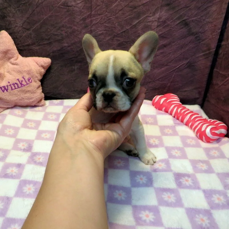 Sophia and Cash Girl #1
SOLD to the Carrillo family from Abilene, TX!
Fawn Pied - DOB: 1/7/26 - 10 Weeks Old On 3-18-26