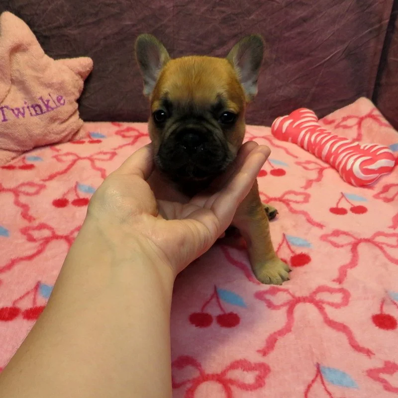 Rose and Remington Girl #2
On Hold For our Breeding Program
Dark Red Fawn - DOB: 12-9-25 - 10 Weeks Old On 2-17-26