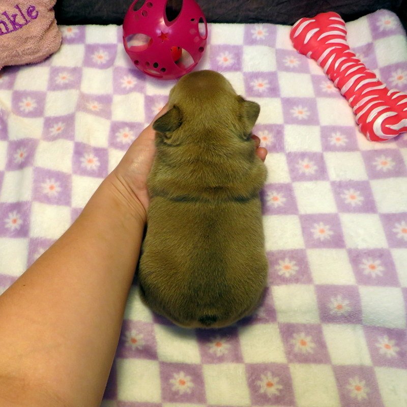 hop42126015.JPG