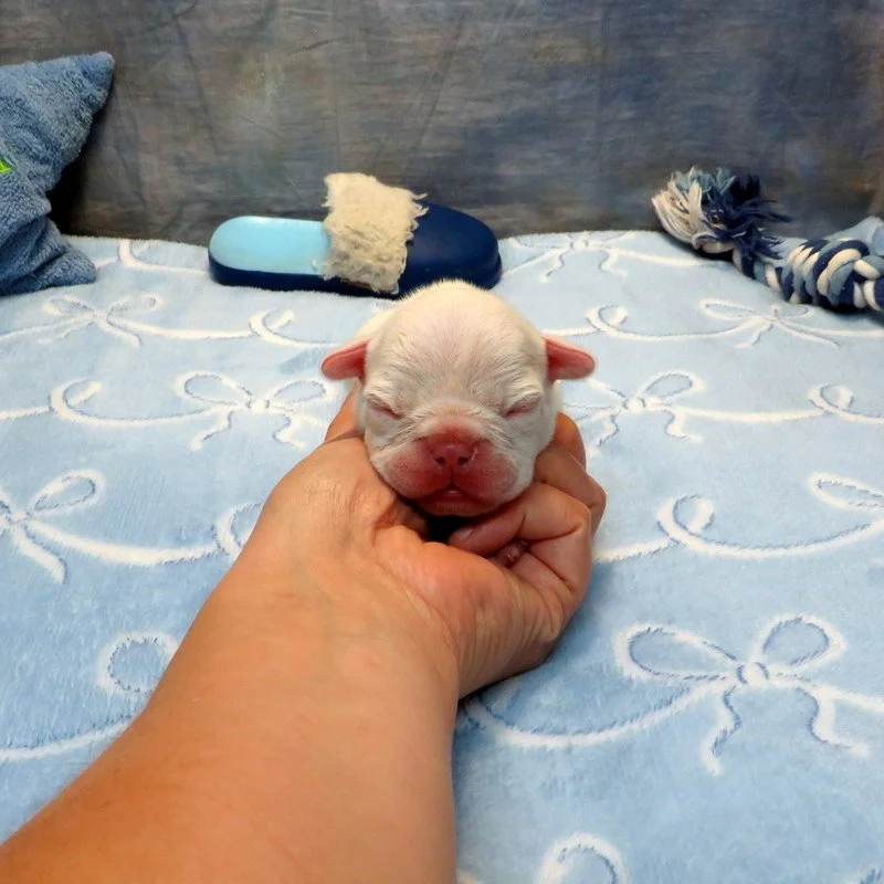 Charlotte and Thor Boy #1 Available!
White - DOB: 7-21-26 - 10 Weeks Old On 9-29-26