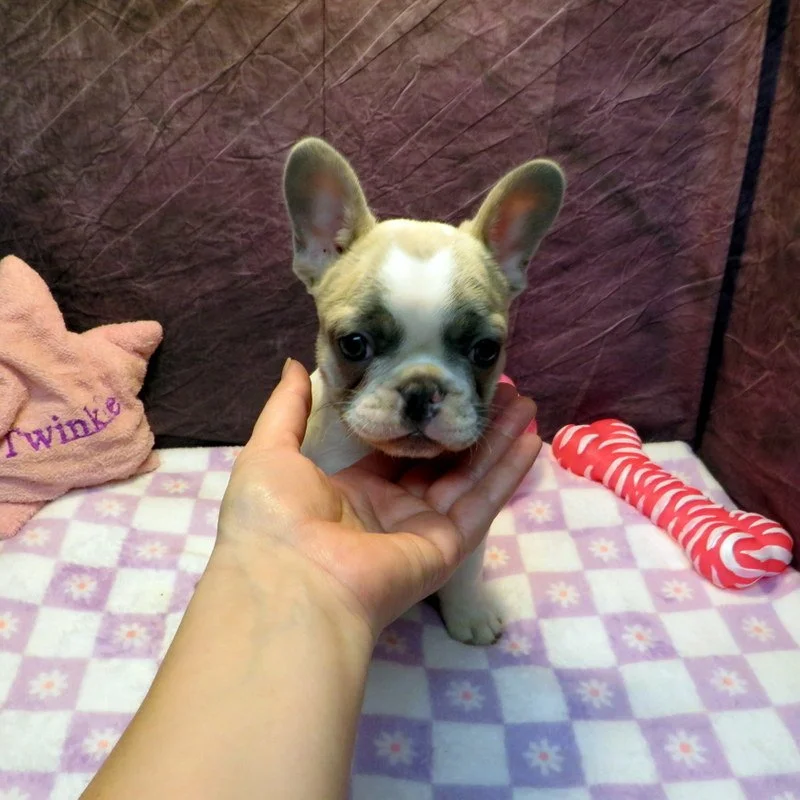 Sophia and Cash Girl #2
SOLD to the Frisbie family from Winston, OR!
Blue Pied - DOB: 1/7/26 - 10 Weeks Old On 3-18-26