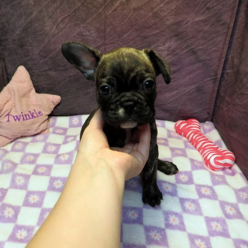 Tempy and Thor Girl #2
Brindle - $4200
Sable - DOB: 1-15-26 - 10 Weeks Old On 3-26-26