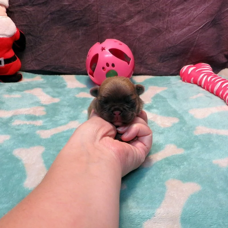 Rose and Remington Girl #4

AVAILABLE - $3800

Blue Fawn ~ DOB: 12-9-25 ~ 10 weeks old on 2-17-26