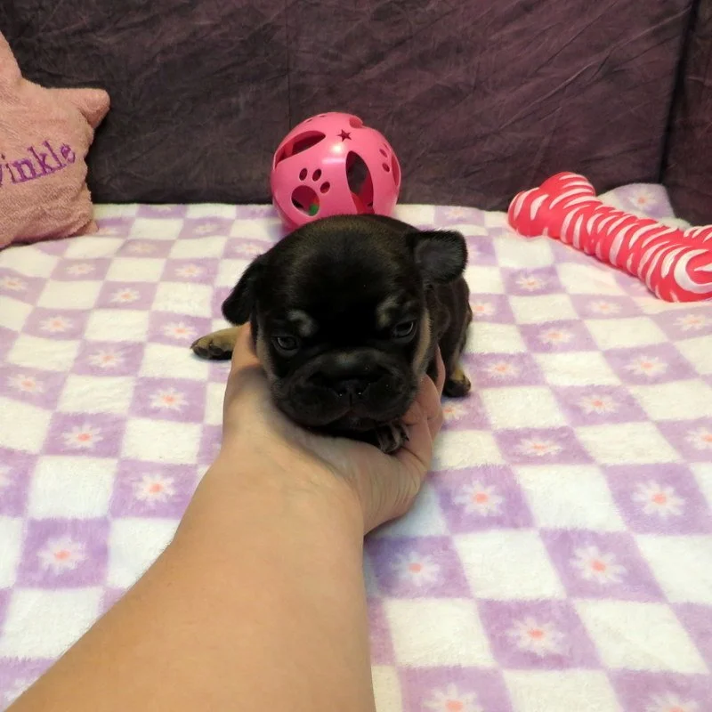 Ivy and Thor Girl #1
ON HOLD FOR OUR BREEDING PROGRAM
Chocolate and Tan - DOB: 4-15-26 - 
10 Weeks Old On 6-24-26
