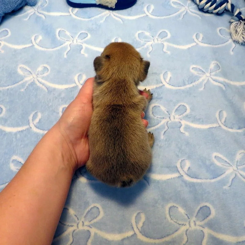 hop42126025.JPG