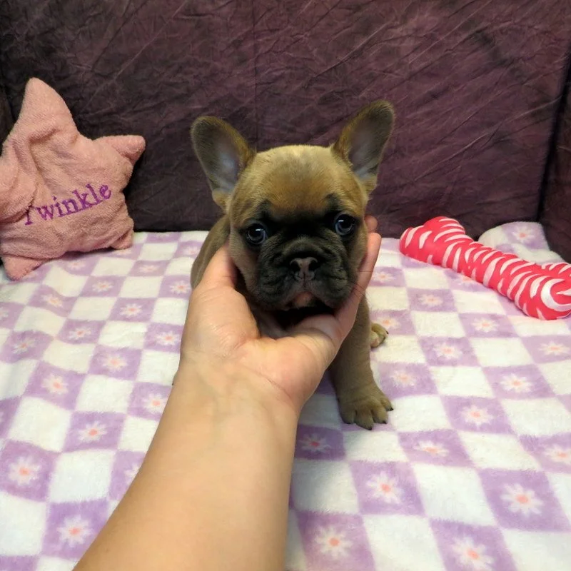 Hopper and Remington Girl #1
AVAILABLE - $3800
Blue Fawn - DOB: 3/29/26 - 10 Weeks Old On 6/7/26