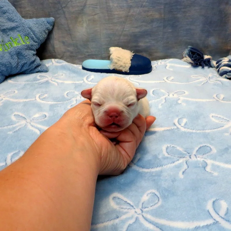 Charlotte and Thor Boy #2 Available!
White - DOB: 7-21-26 - 10 Weeks Old On 9-29-26