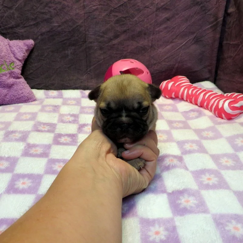 Rose and Thor Girl #1
ON HOLD FOR OUR BREEDING PROGRAM!
Fawn - DOB: 7-23-26  - 10 Weeks Old On 10-1-26