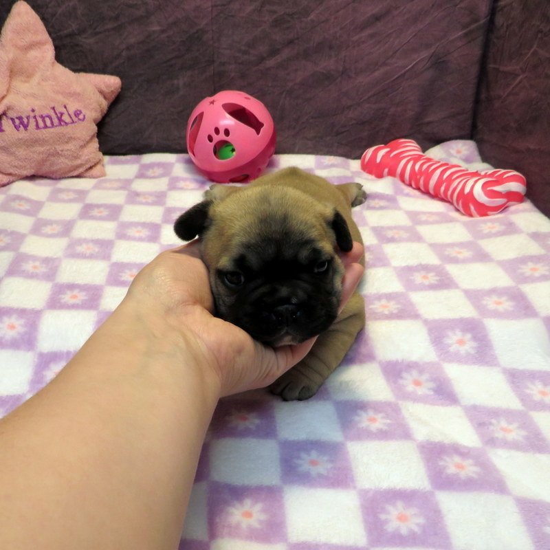 Ivy and Thor Girl #1
SOLD to the Miner Family from Portland, OR! Congratulations on your first puppy!
Fawn - DOB: 4-15-26 - 10 Weeks Old On 6-24-26