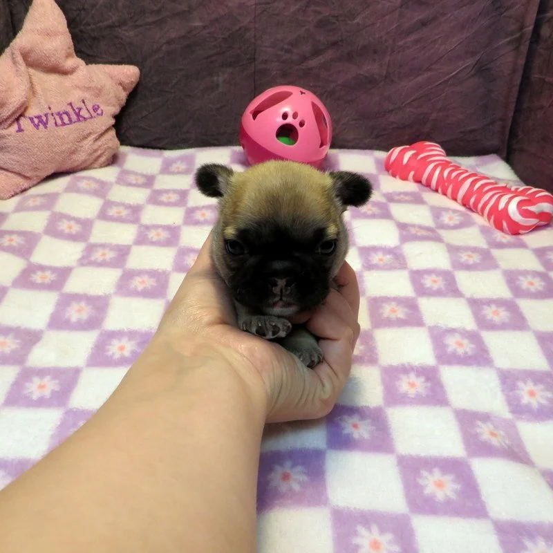 Chanel  and Gunner Girl #2 SOLD to the Boyett Family from Wasilla, AK!
Sable - DOB: 2-23-26 - 10 Weeks Old On 5-4-26