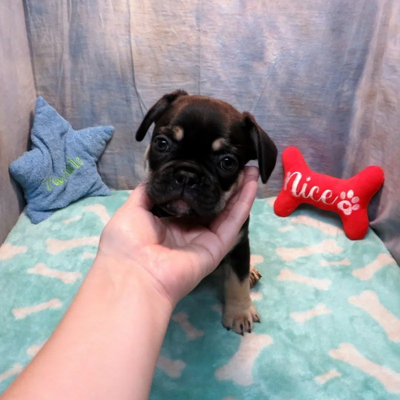 Penny and Thor Boy #1 - Black and Tan - DOB: 10-18-25 - 10 weeks old on 12-27-25 - SOLD to the Haney Family from West Linn, OR