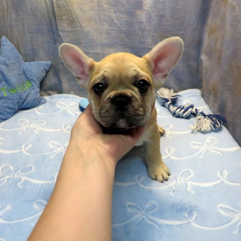 Rose and Remington Boy #5
Sold to the Stevens family in San Francisco, CA! Congrats on your 3rd puppy!
Sable - DOB: 12-9-25 - 10 Weeks Old On 2-17-26