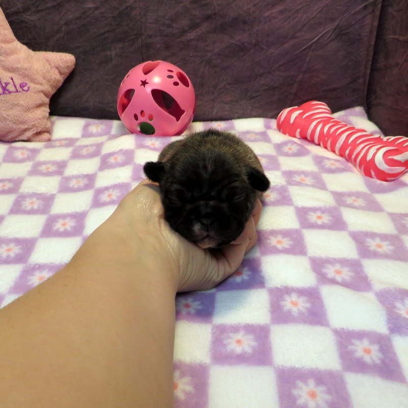 Tempy and Thor Girl #2 AVAILABLE - $4200
Brindle - DOB: 1-15-26 - 10 Weeks Old On 3-26-26