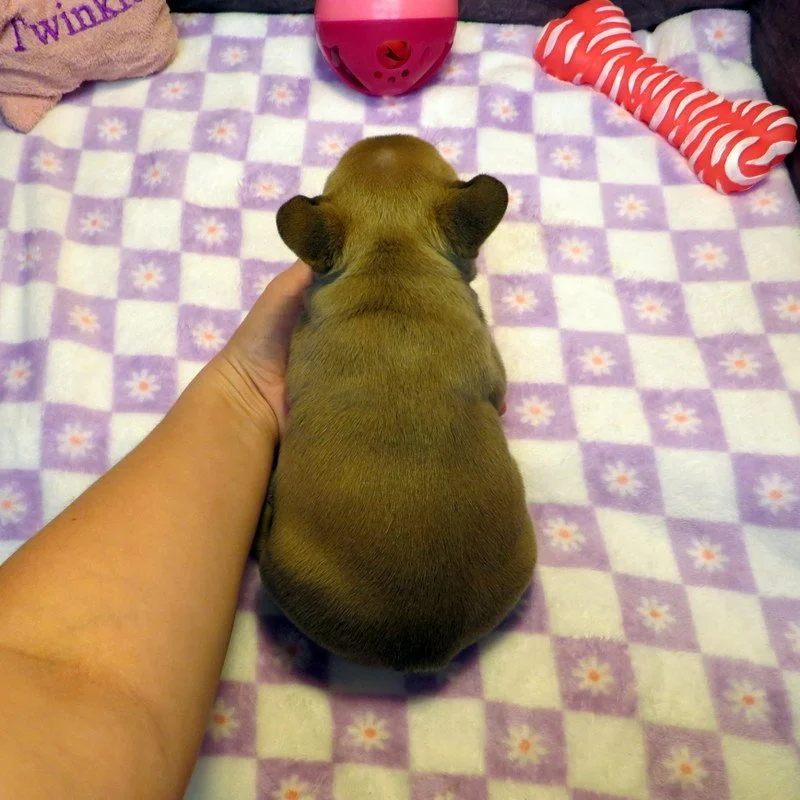 hop5526015.JPG