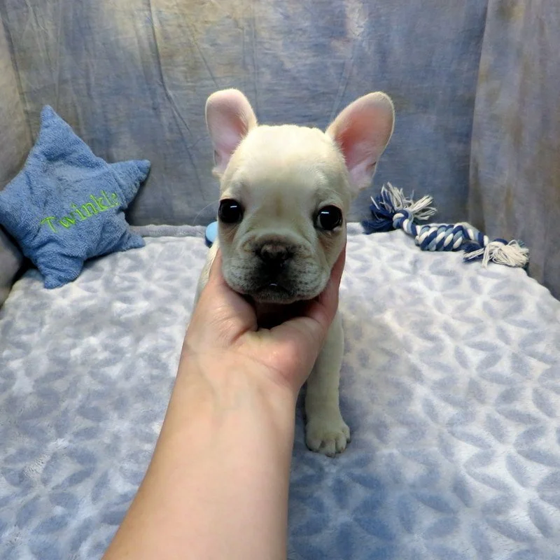 Monet and Thor Boy #2 AVAILABLE - $3800  Cream - DOB: 1-1-26 - 10 Weeks Old On 3-12-26