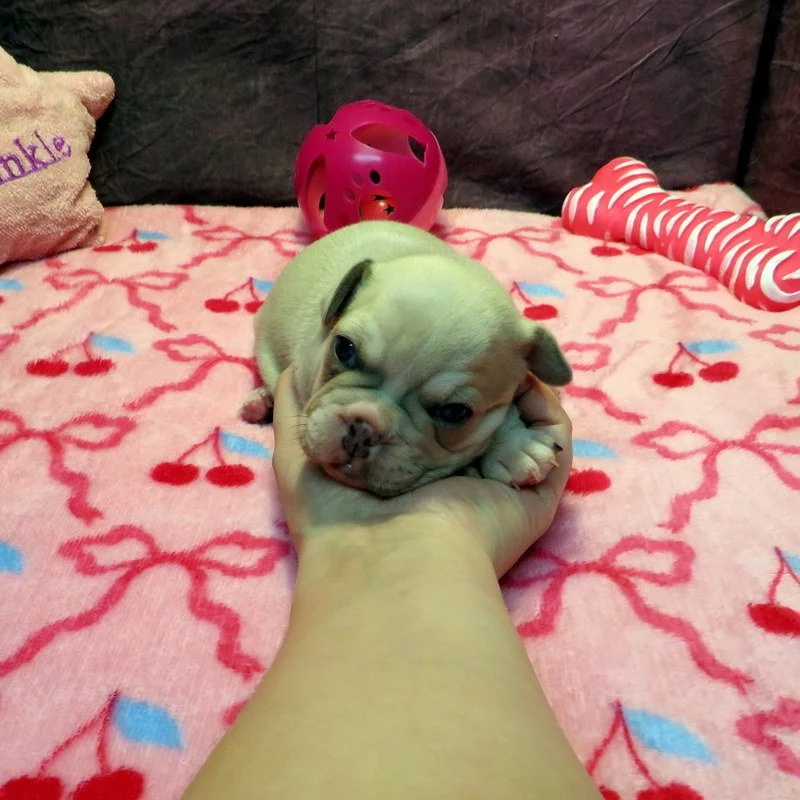 Honey and Cash Girl #1
SOLD to the Ramos Family in CA!
Blue Fawn and Tan - DOB: 12-24-25 - 10 Weeks Old On 3-4-26