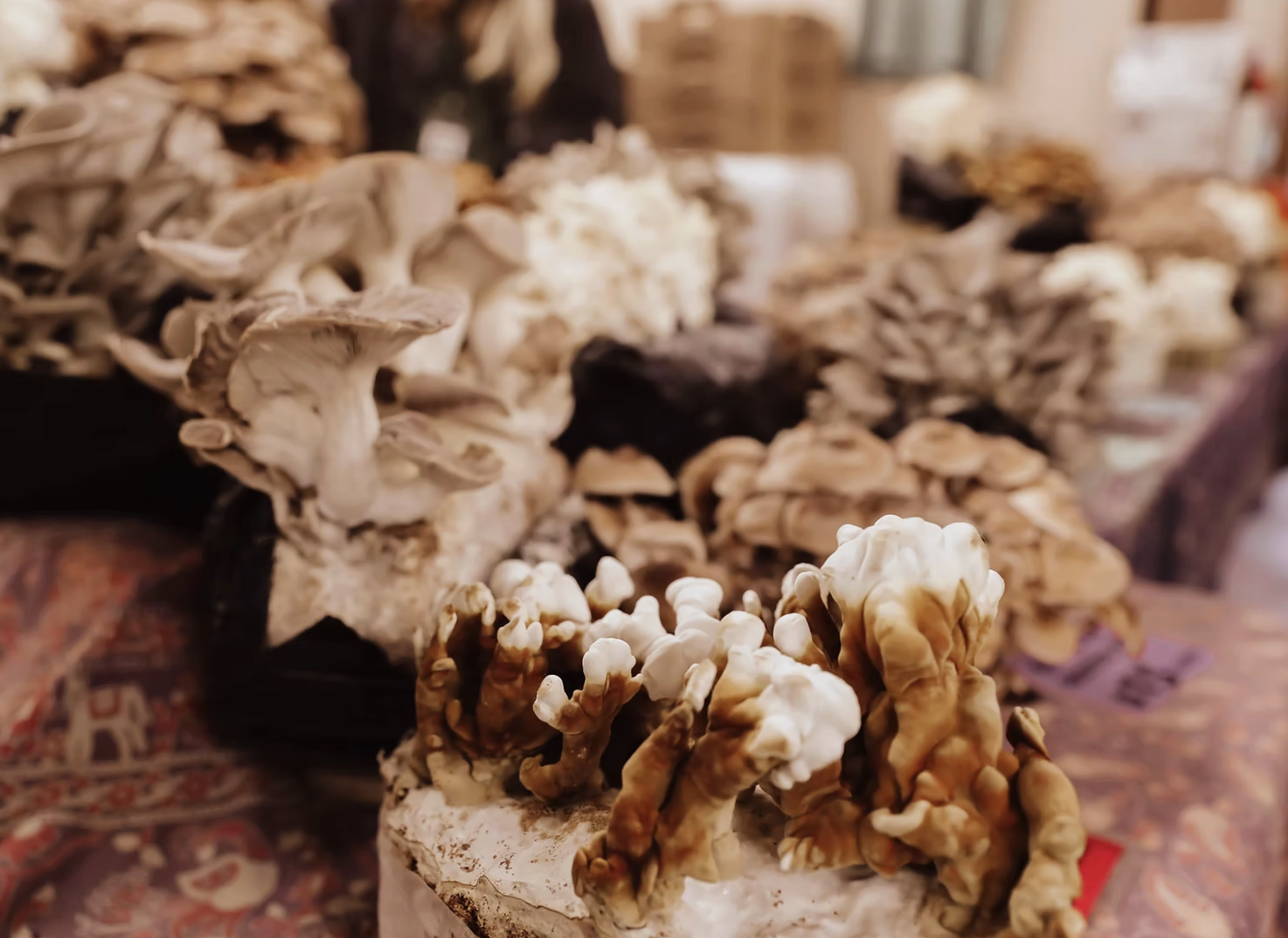 Various types of sprouting mushrooms on mushroom logs displayed on a vendor's table during Fungi Festival in Port Angeles