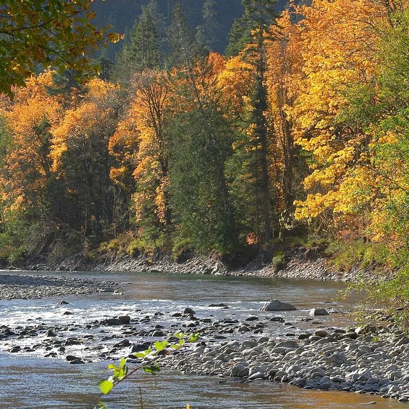 elwha-river-valley-fall-leaves.jpg