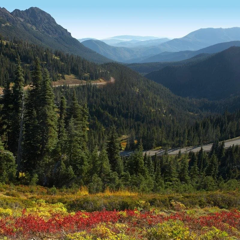 hurricane-ridge-fall-leaves.jpg