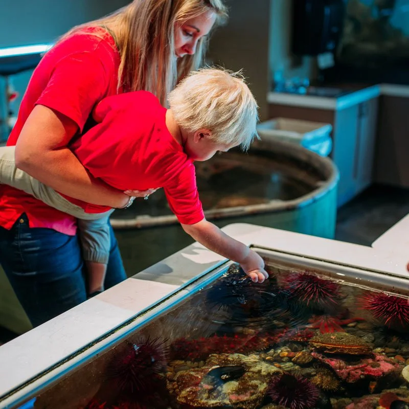feiro-marine-life-center-port-angeles-wa.jpg