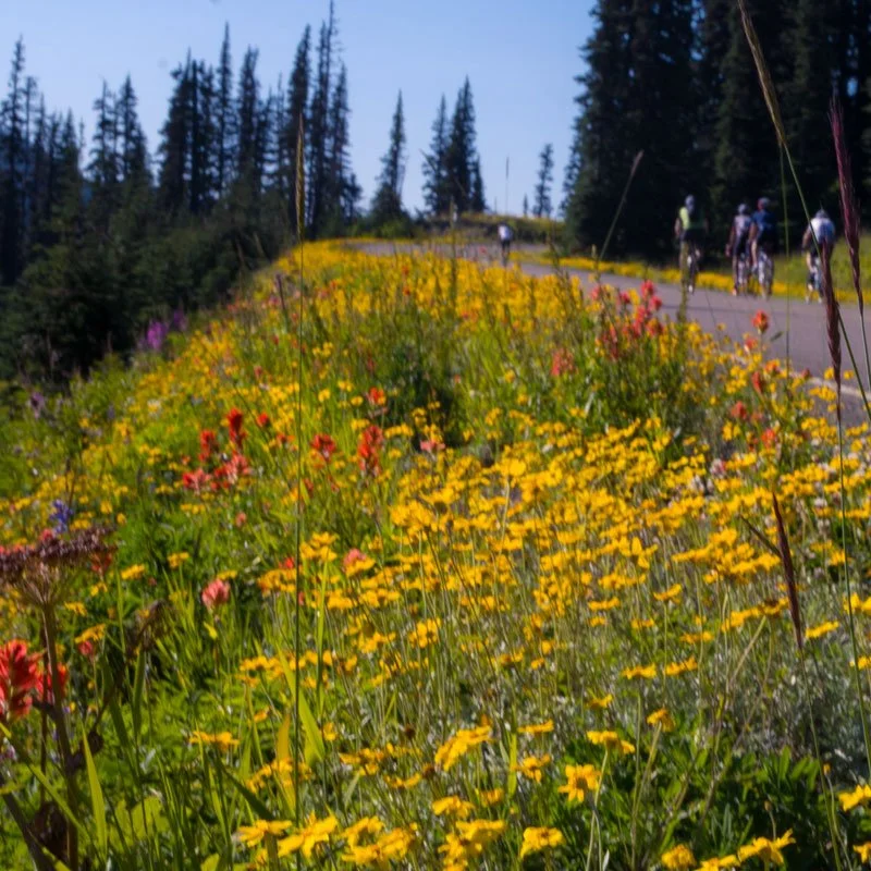 wildflowers-hurricane-ridge-lynnette-braillard.jpg