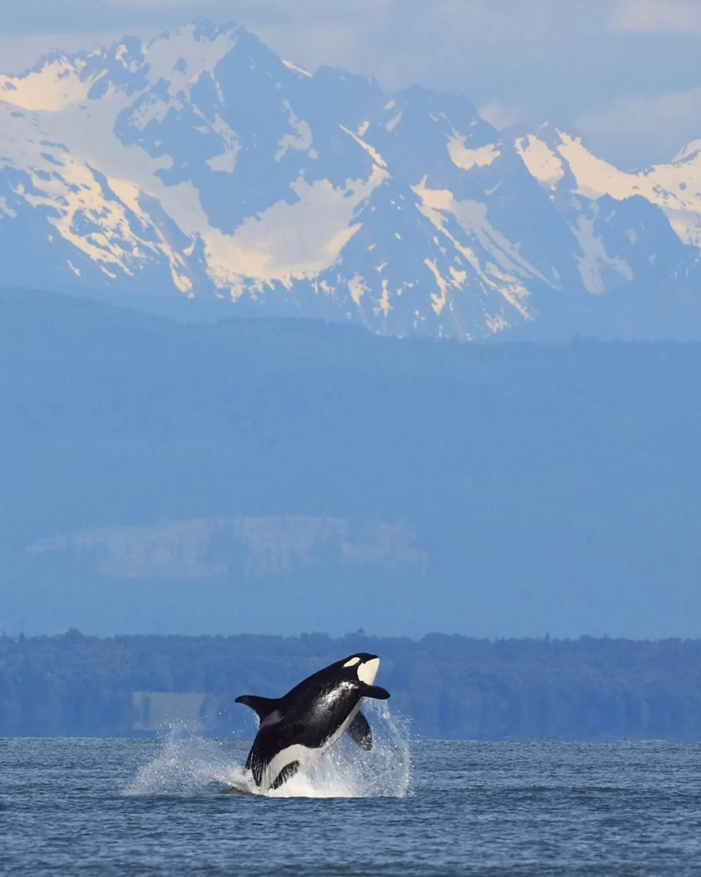 Happy World Wildlife Day!&nbsp;🐋🌎

We&rsquo;re lucky to share our waters with incredible wildlife, from spotting breaching whales to gliding orcas. Moments like these are a beautiful reminder of why protecting our natural spaces matters!

Want to e