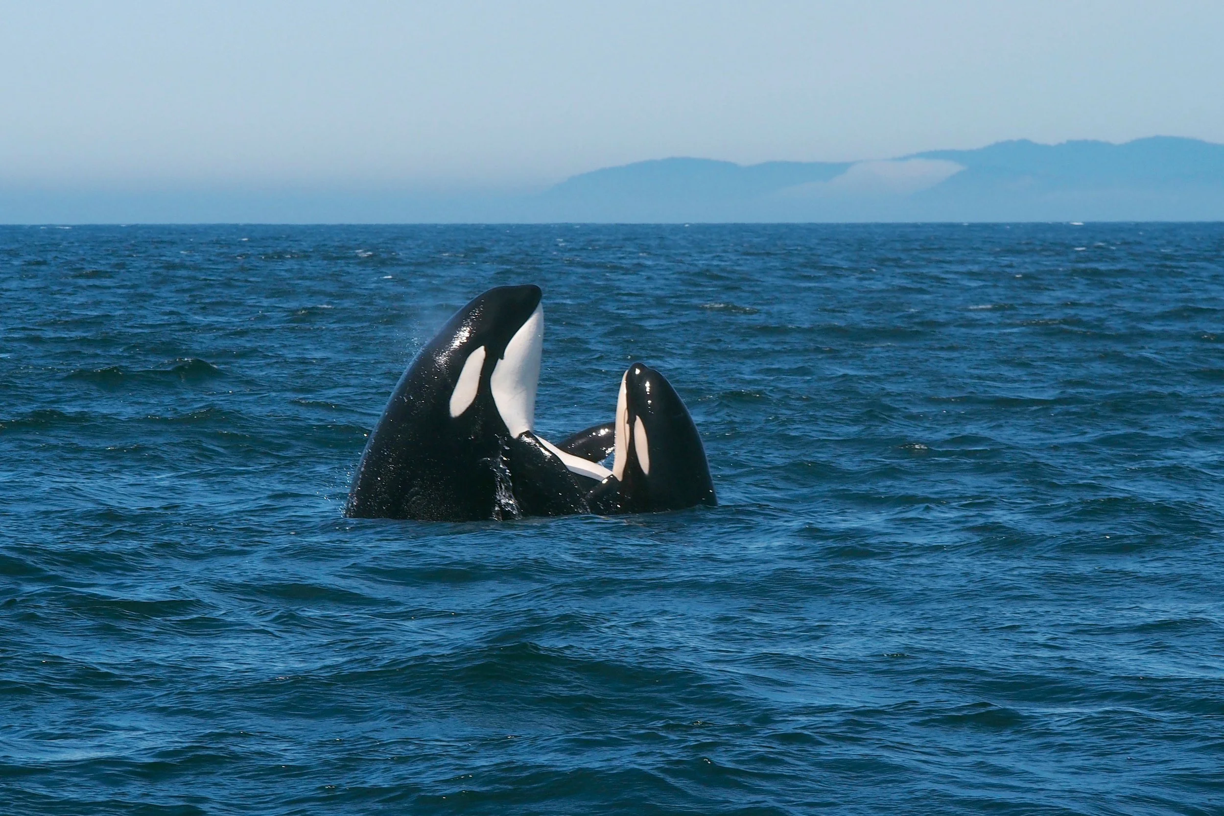 Whale Watching in Port Angeles, Washington