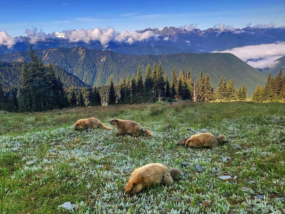 Five marmots resting on a grassy field with mountains and pine trees in the background.