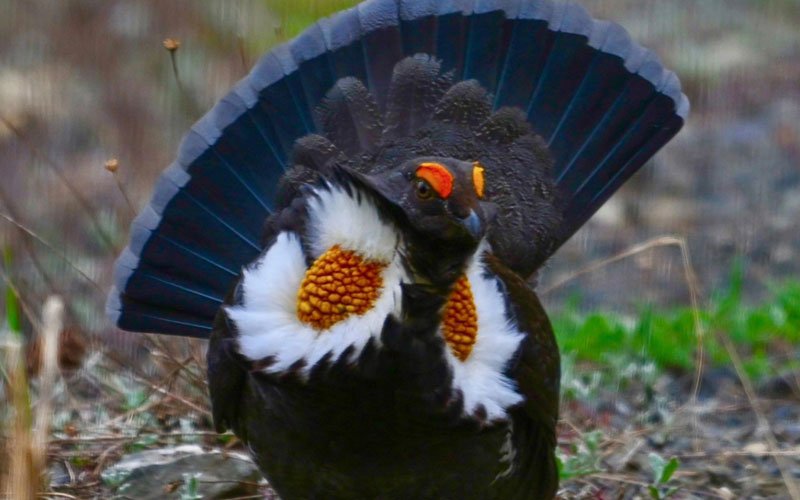 A bird with black, white, and orange feathers, perched on the ground, with large tail feathers fanned out behind it.