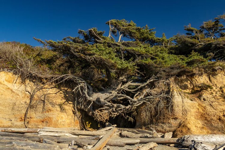 Eroded coastal cliff with exposed tree roots and trees leaning over the edge, blue sky in the background.