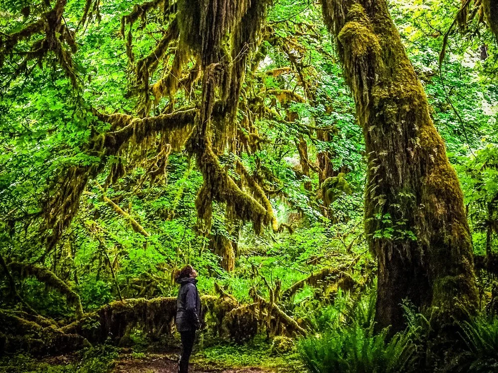 A person stands in a lush green forest surrounded by large moss-covered trees and dense foliage.