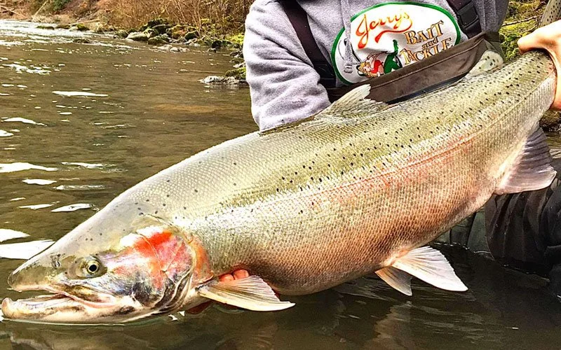 Person holding a large rainbow trout in a river.