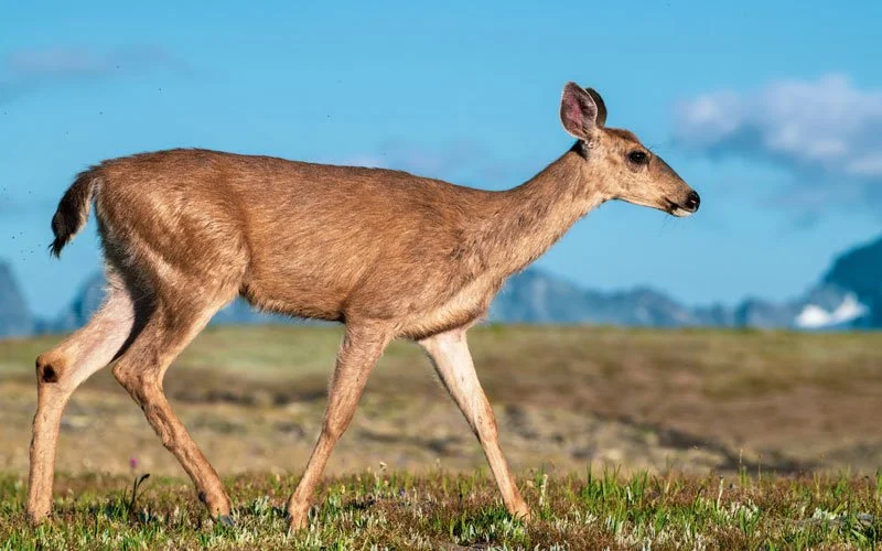 A young deer walking across a grassy field with mountains in the background.