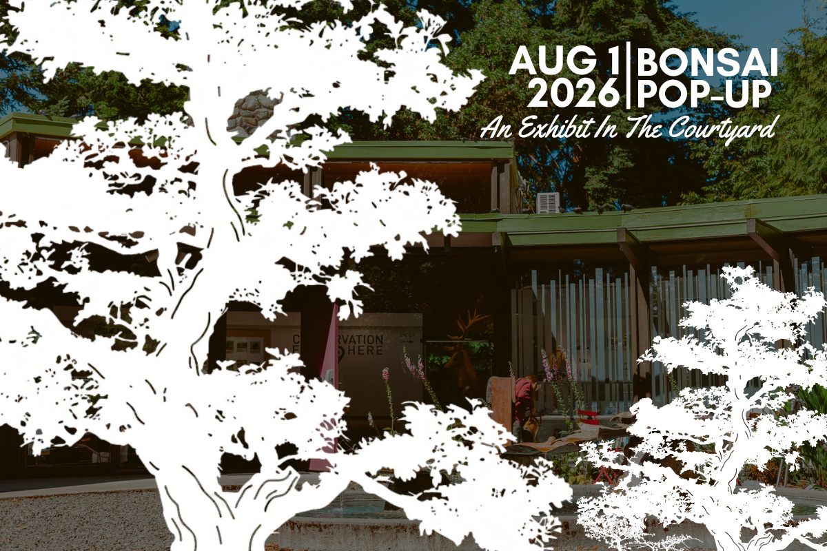 Bonsai Pop-Up: An Exhibit In The Courtyard