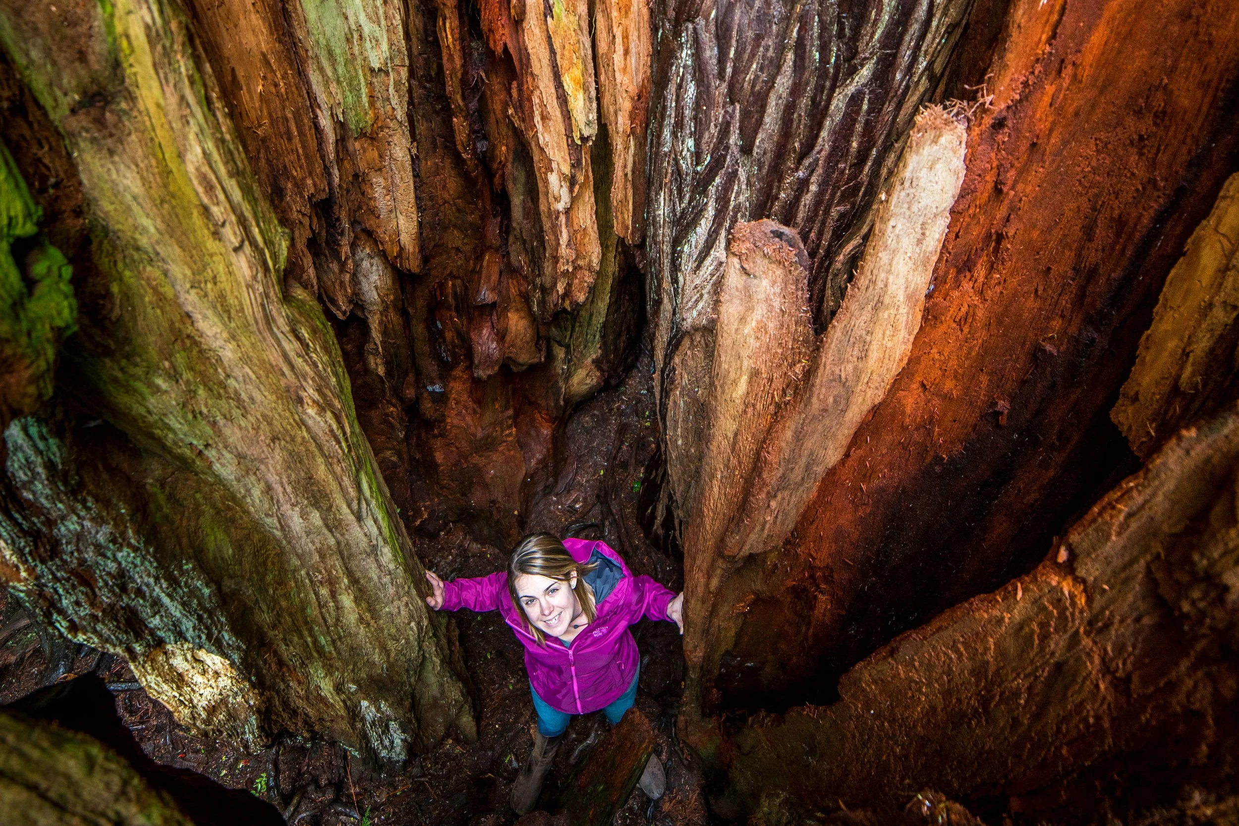 Size Up 8 Gargantuan Trees on the Olympic Peninsula