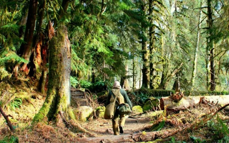 A person hiking on a forest trail surrounded by tall trees and lush greenery.