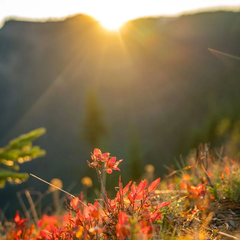 Olympic National Park Hiking: Wander to Wildflowers