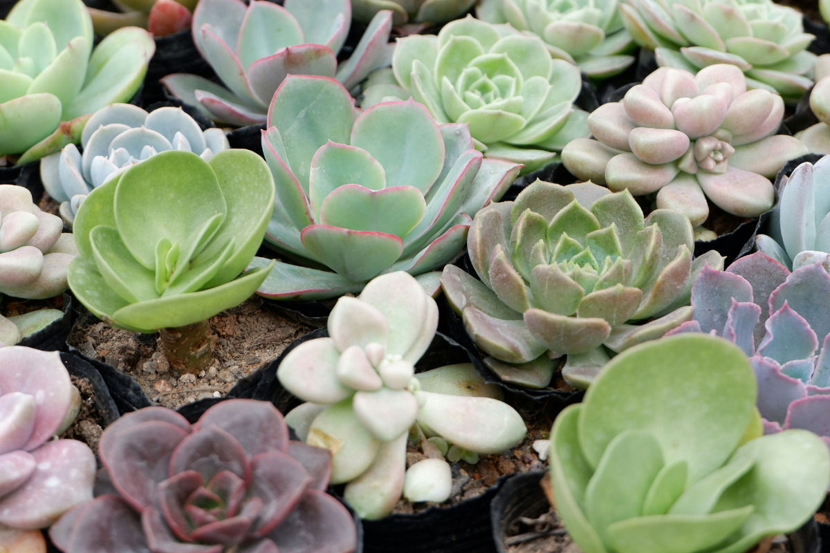 Clay Workshop: Create A Succulent Planter!
